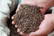 广西全州发放耐旱作物种子应对旱情，助力农作物种子经营稳产增效