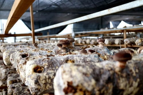 江西多措并举助销滞销农产品，保障农作物种子经营稳定