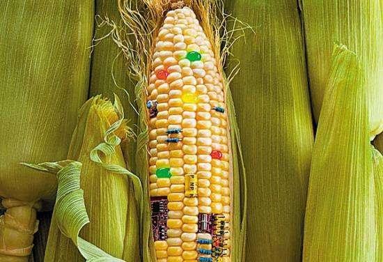 转基因食品普及与新型蛋白质接触的社会影响