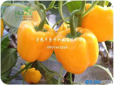 划算黄椒推荐 价格、厂家与选购指南