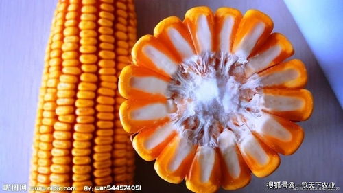 紧急提醒 2021年购买玉米种子需谨慎，这些品种已被禁止推广销售